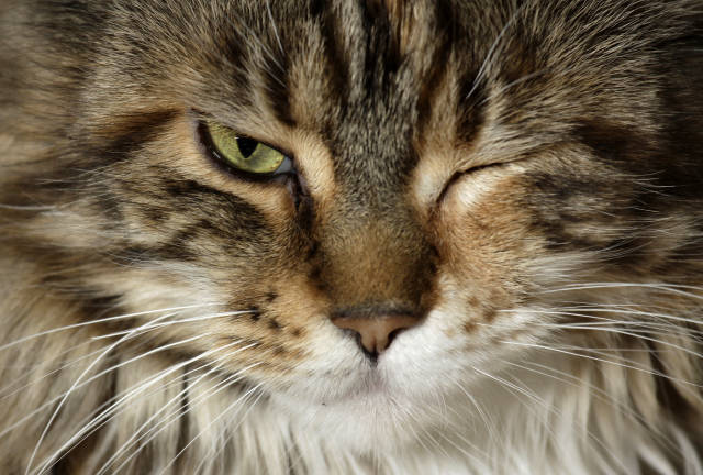 Katze zwinkert Kostenloses Foto auf ccnull.de