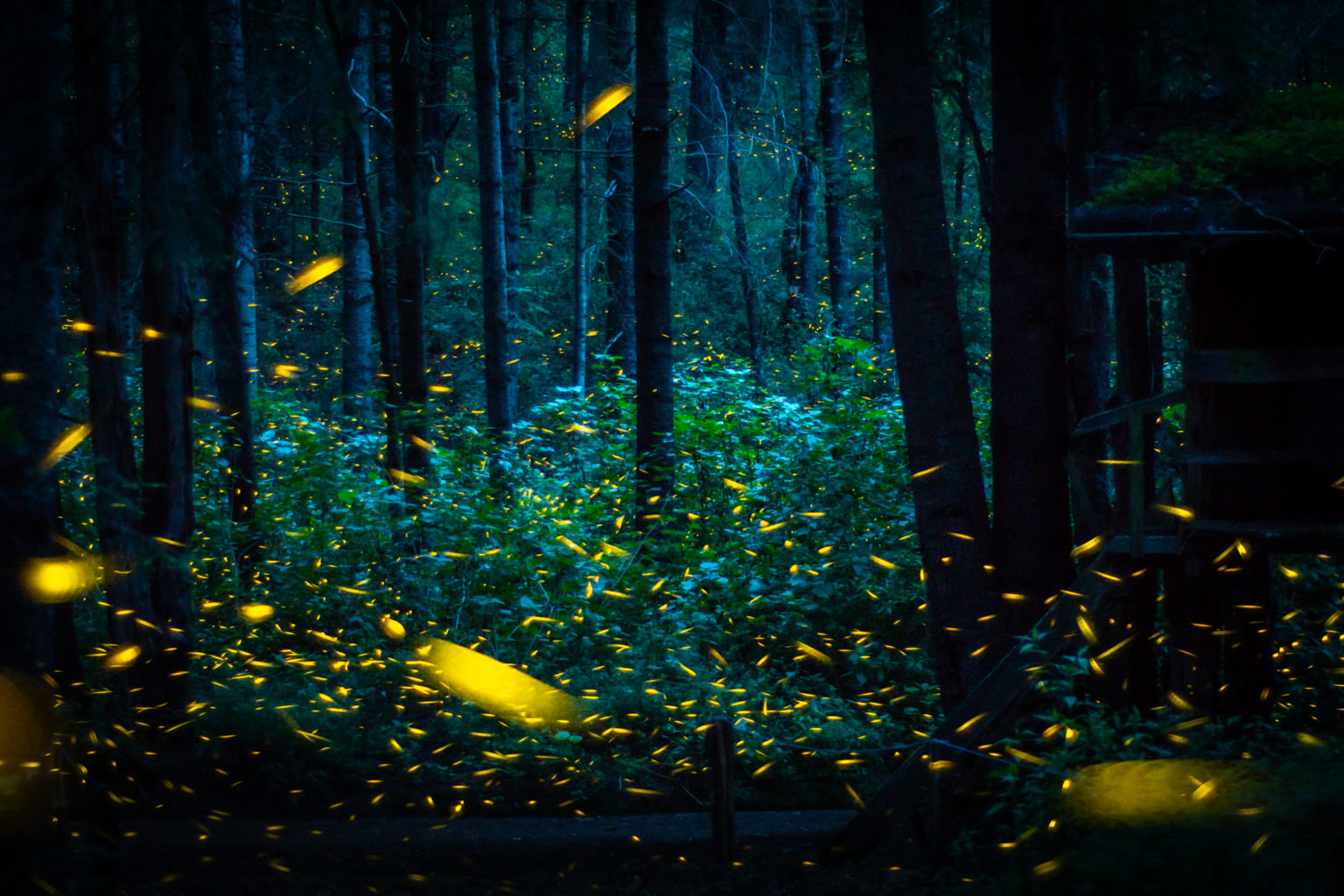 chilango ¡Sí habrá temporada de luciérnagas 2021 en Tlaxcala!