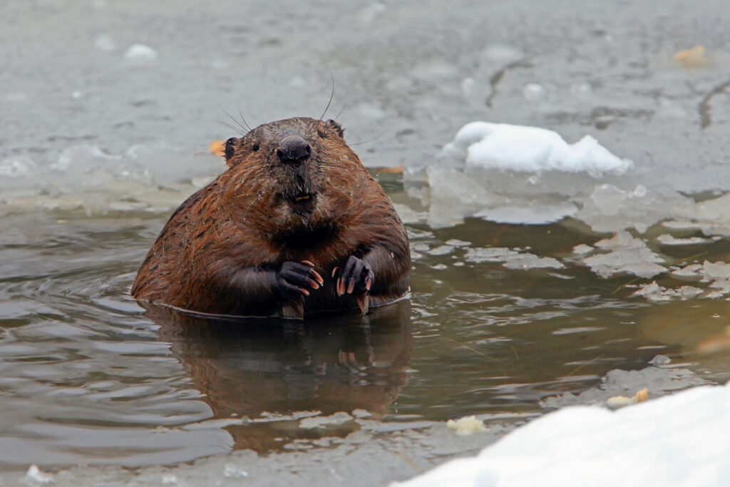 chilango Luna de castor Dónde y cómo verla en la CDMX
