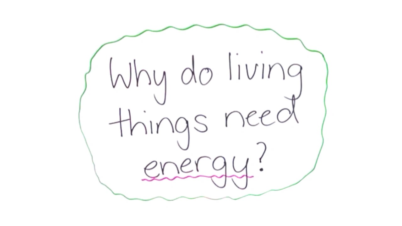 Why Do Living Things Need Energy? Energy is... ClickView
