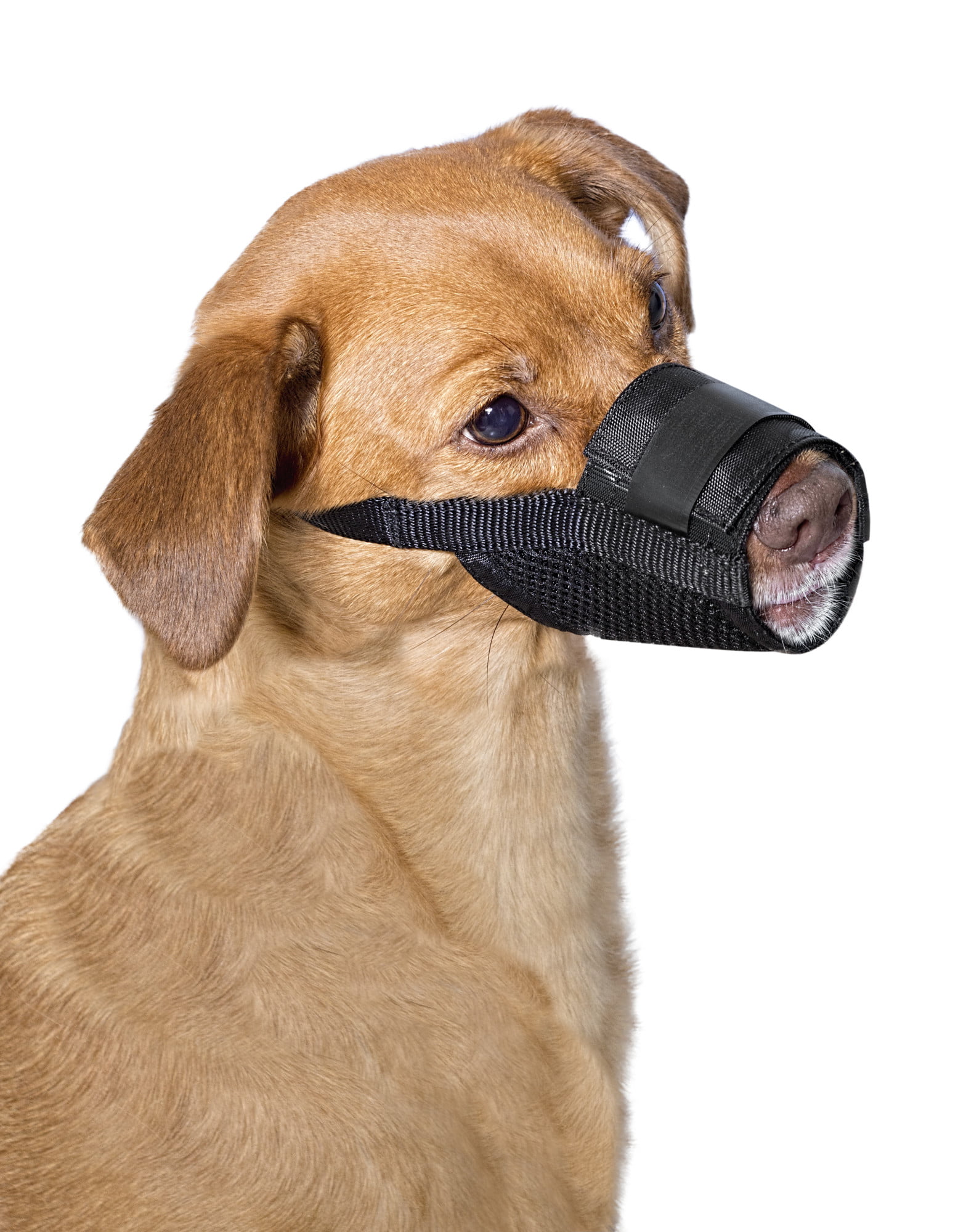 Skydiving Dogs Wear Muzzles For Safety Extreme Sports News