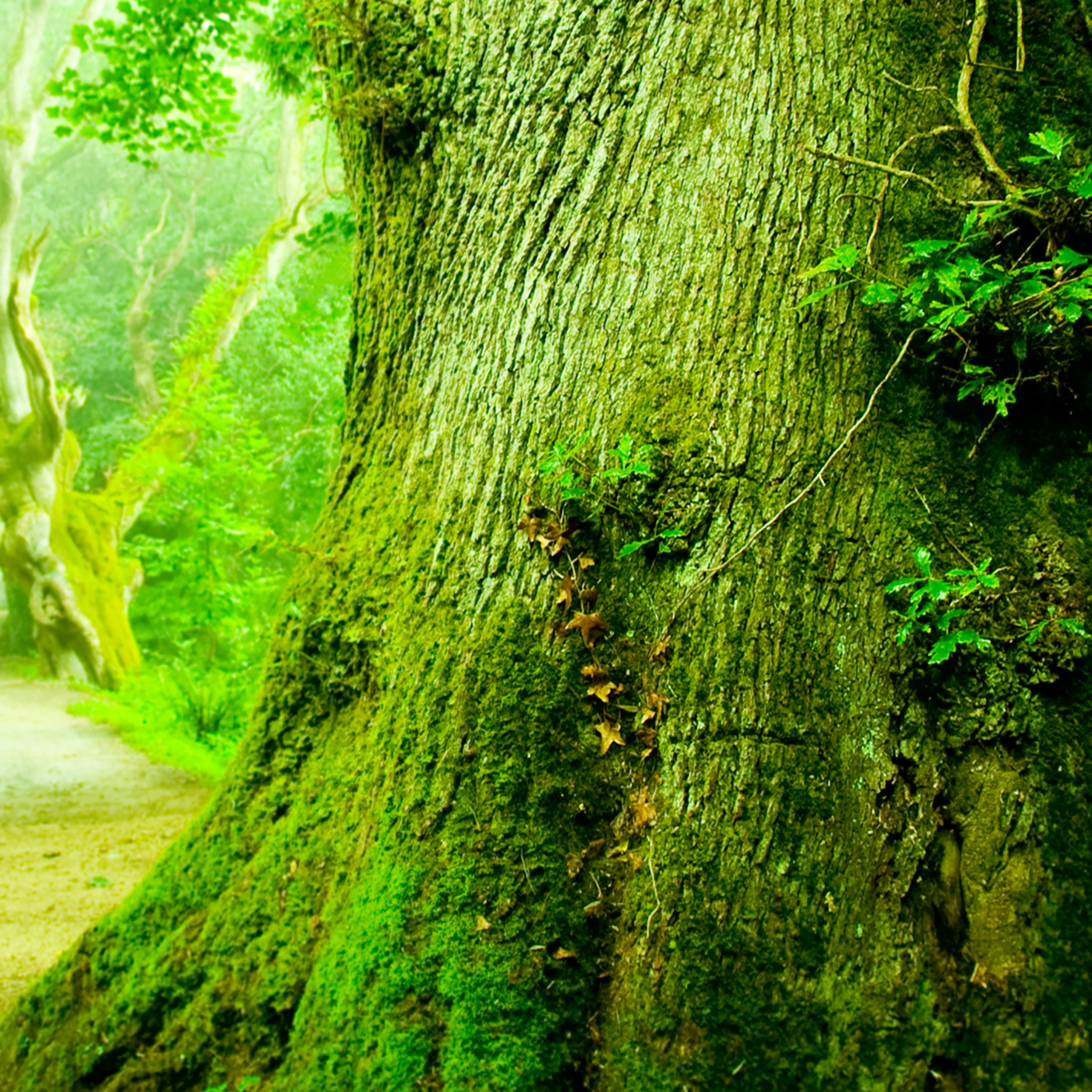 Natur LEINWAND Deko BILDER Wald Landschatf XXL Wohnzimmer