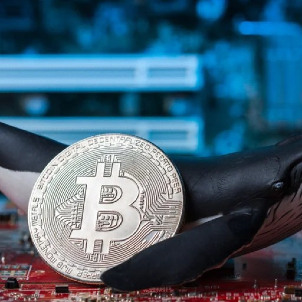 From  to  Million: Bitcoin Whale Strikes BTC Mined 15 Years In the past – Decrypt