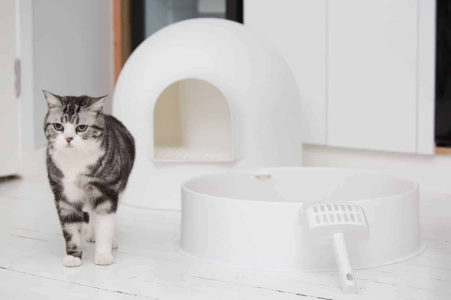 Igloo Cat Litter Box Design Ideas