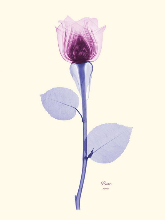 Stunning Floral XRays Photography by Brendan Fitzpatrick Design Swan