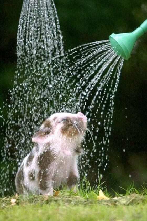 19 Incredibly Cute Photos of Mini Pig Design Swan