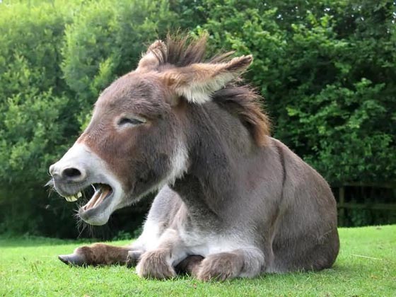 Funny Donkey! Cute Donkey! Design Swan