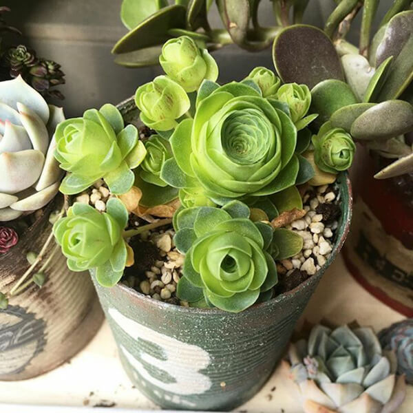 Beautiful Roseshaped Succulents Design Swan