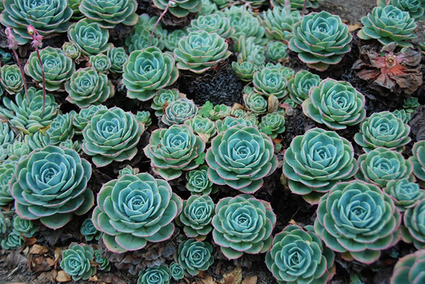 Beautiful Roseshaped Succulents Design Swan