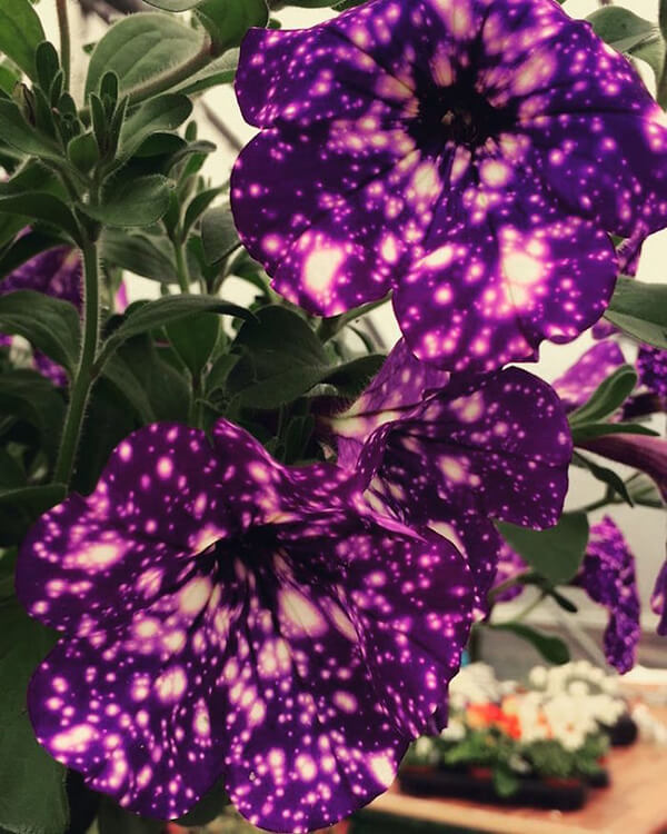 Night Sky Petunia The Purple Flower Allows You Gaze At Galaxies from