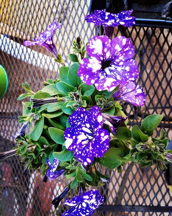 Night Sky Petunia The Purple Flower Allows You Gaze At Galaxies from