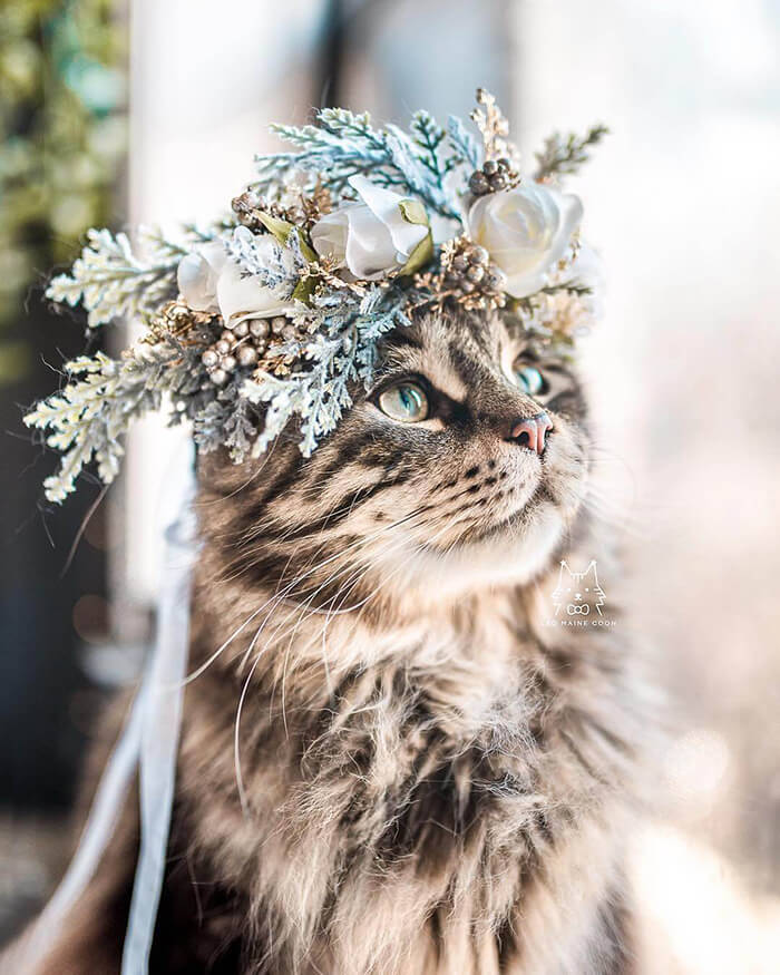 Beautiful Flower Crowns for Your Cat Design Swan