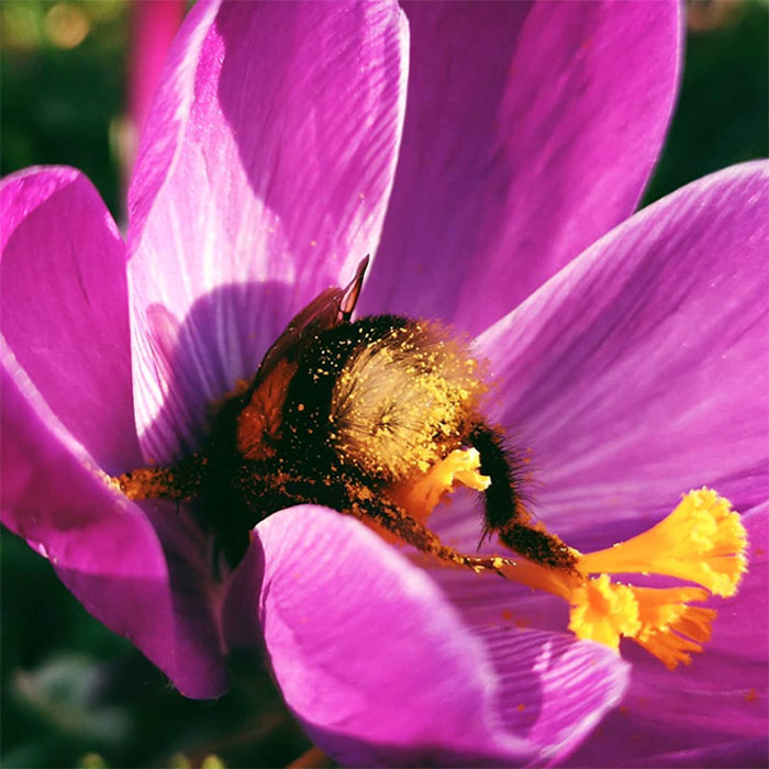Cute Bumblebee Stuck Their Heads Inside the Flower and Show Off their