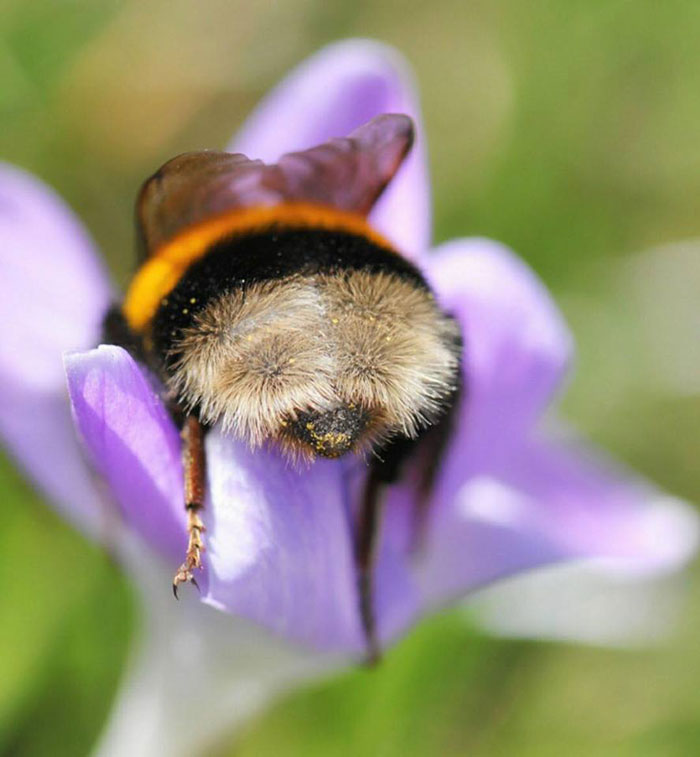 Cute Bumblebee Stuck Their Heads Inside the Flower and Show Off their