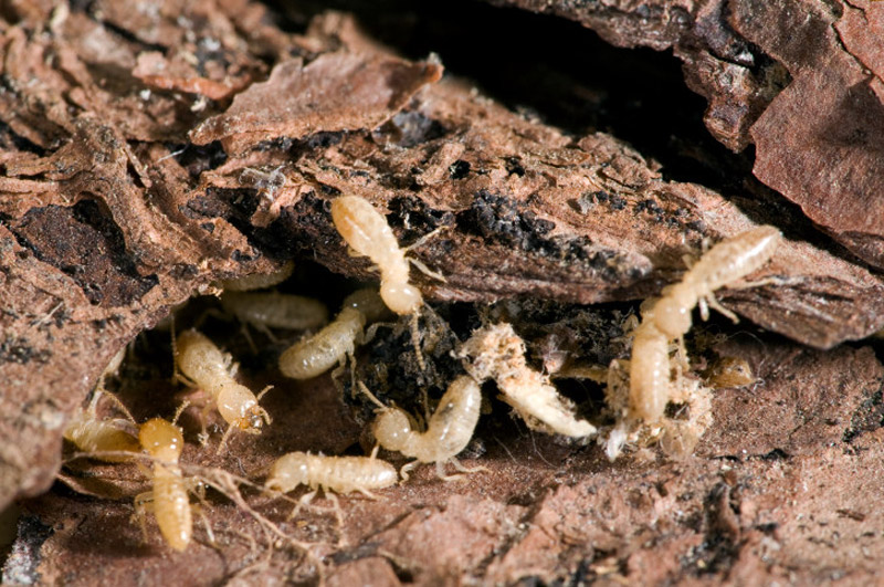 Most Common Types of Termites in Malaysia Design Swan