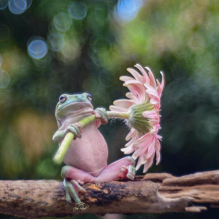 Amazing Frog Photography by Ajar Setiadi Design Swan