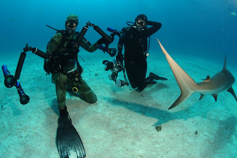 Ocean Fox Cotton Bay Dive Shop Scuba Diving Bahamas
