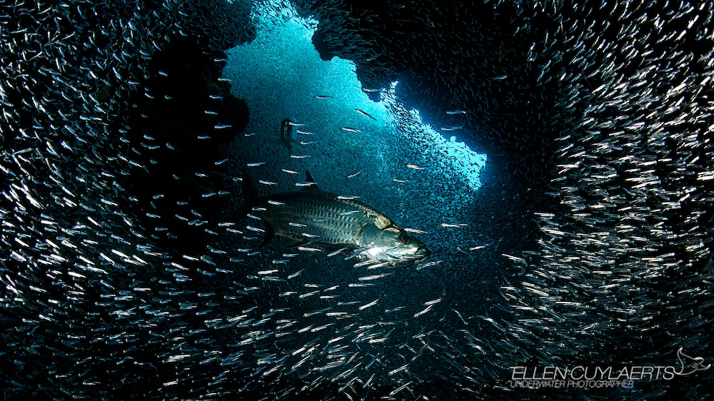 Eden Rock Diving Center, Ltd. Dive Shop Scuba Diving Cayman Islands