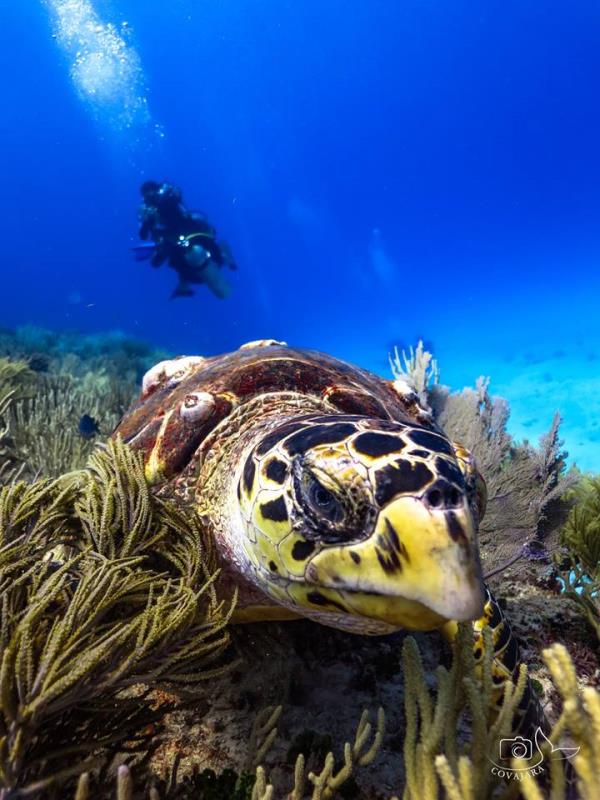 Mexico Blue Dream Dive Shop, Playa del Carmen Mexico Scuba Diving
