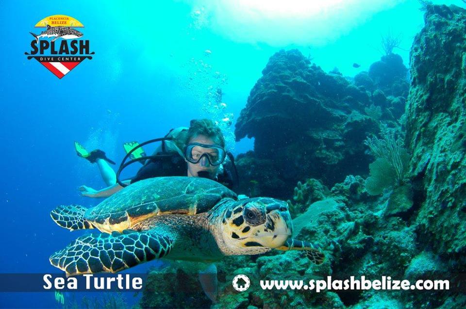 Splash Dive Center, Belize Diving Services Belize Scuba Diving