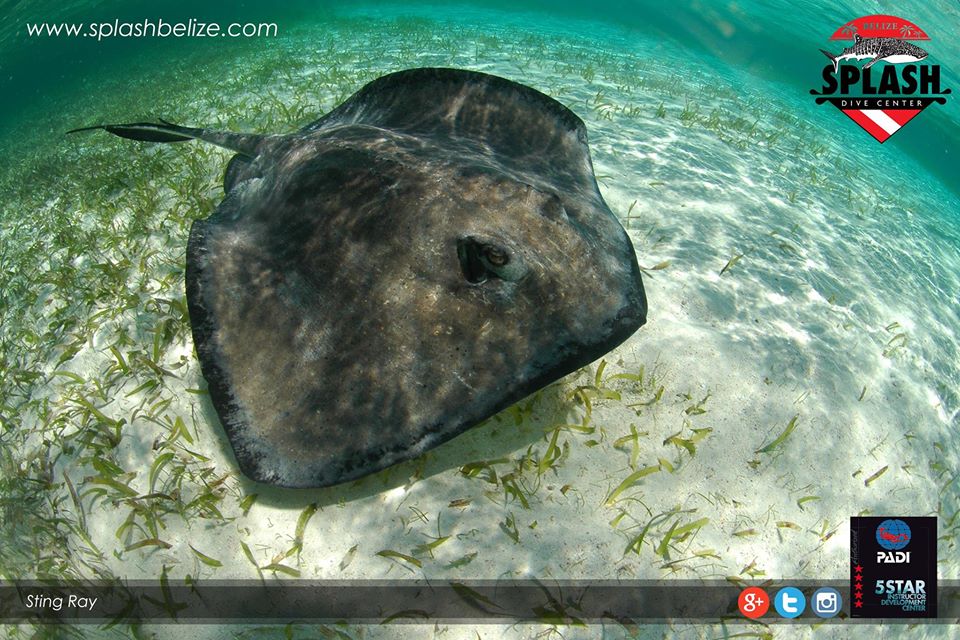 Splash Dive Center, Belize Diving Services Belize Scuba Diving