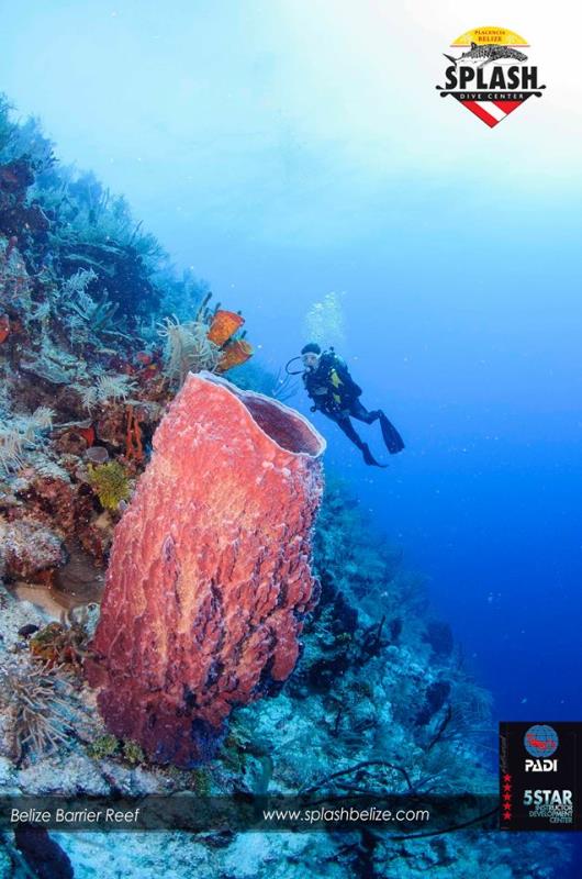 Splash Dive Center, Belize Diving Services Belize Scuba Diving