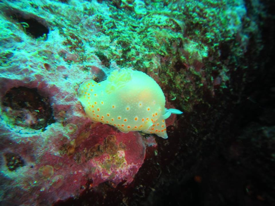 Galapagos Tip Top Dive & Training Facility Dive Shop Scuba in Diving Ecuador