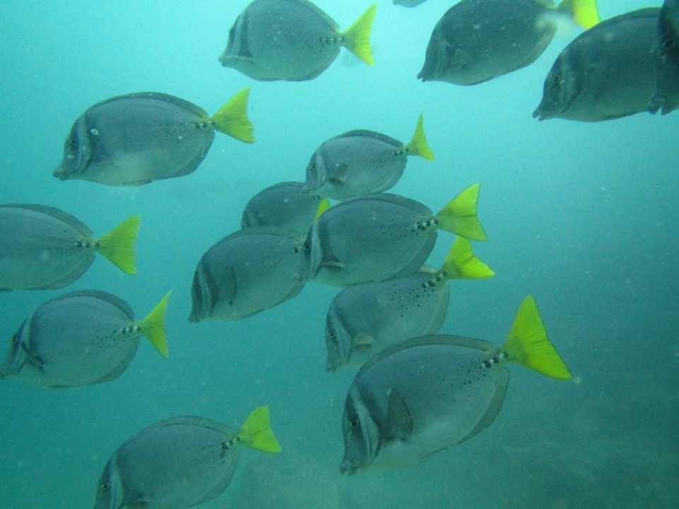 Galapagos Tip Top Dive & Training Facility Dive Shop Scuba in Diving Ecuador