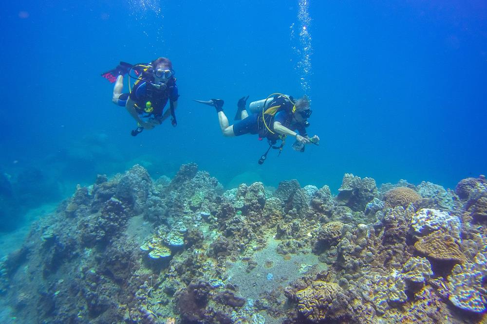 Calypso Diving Koh Samui Dive Shop, Thailand Koh Samui Diving