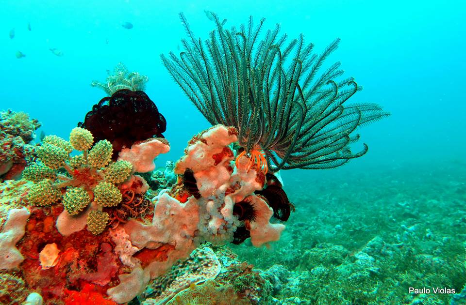 Victory Divers Dive Shop,, Boracay Scuba Diving in the Philippines