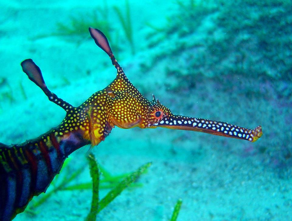 Dive Centre Manly Dive Shop Sydney Scuba Diving Sydney, Australia