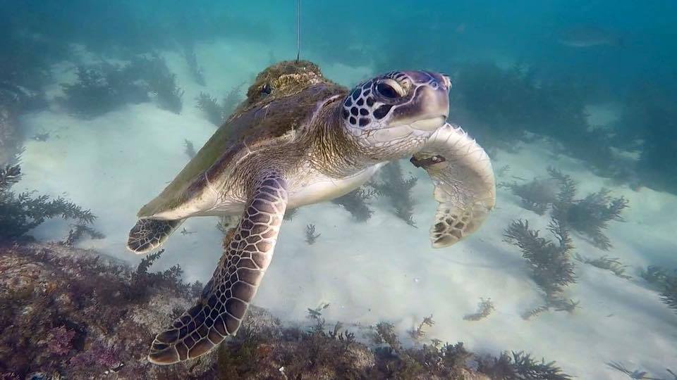 Feet First Dive Pty Ltd Dive Shop, Newcastle Scuba Diving Australia
