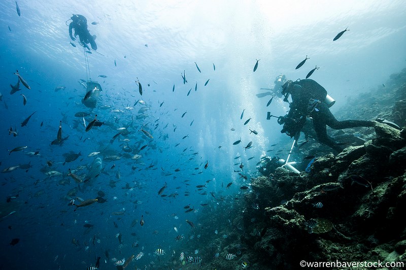 Beqa Adventure Divers Ltd Dive Shop Scuba Diving Fiji