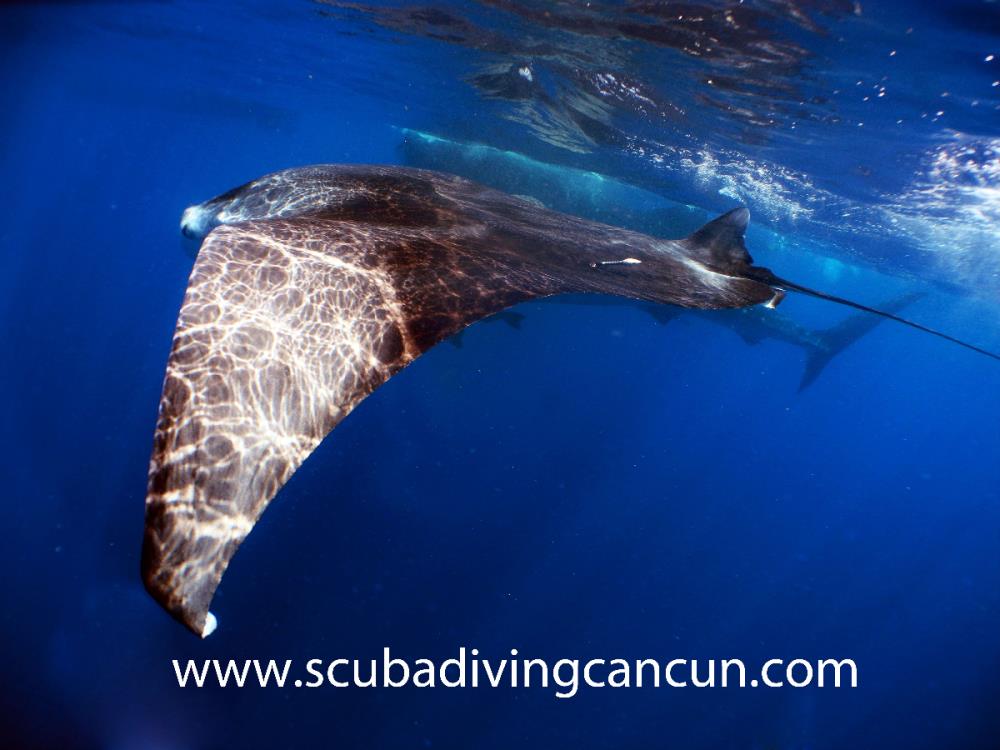 Scuba Diving Cancun Dive Shop, Cancun Mexico Scuba Diving