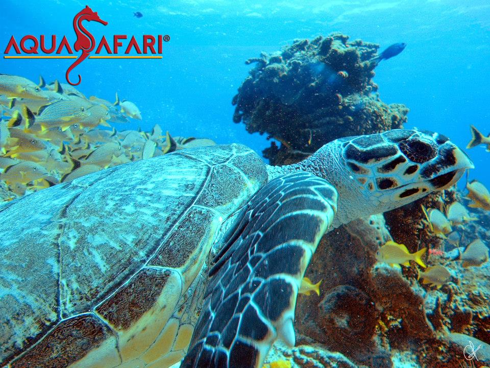 Aqua Safari Dive Shop Dive Shop, Cozumel Mexico Scuba Diving