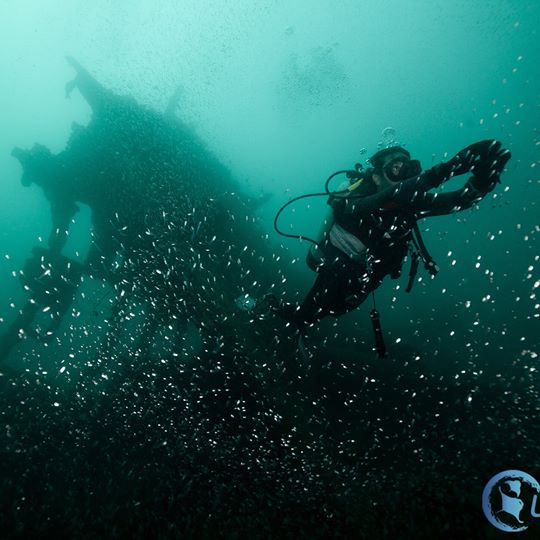 LACADIVES MUMBAI Dive Shop Scuba Diving in India