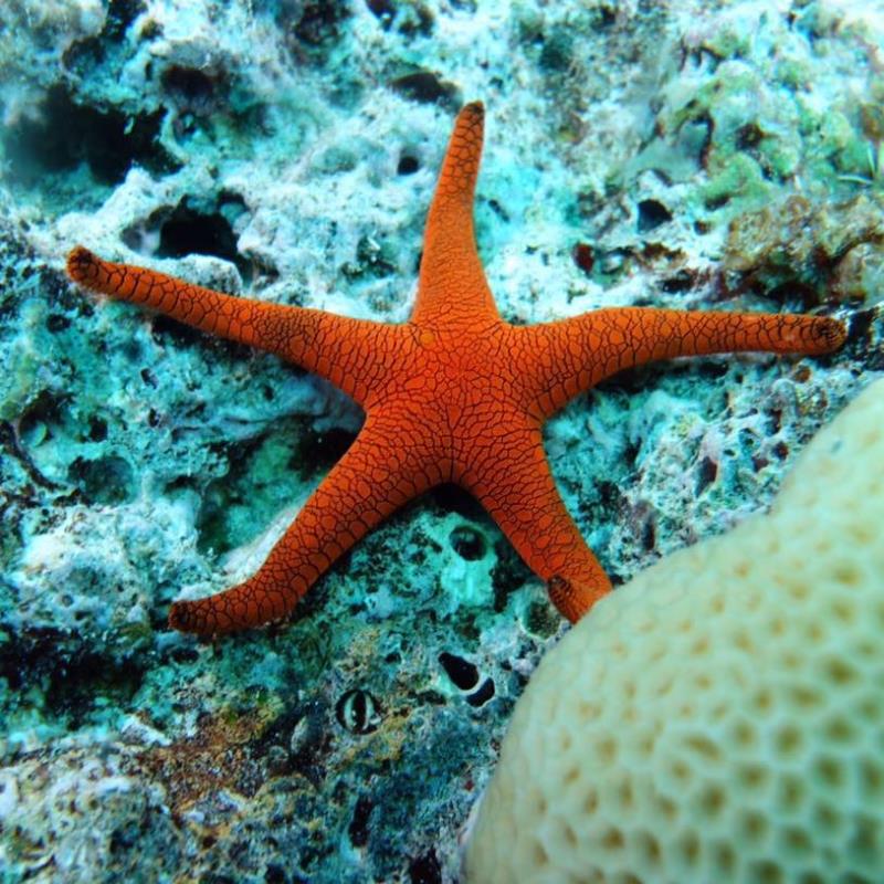 TANKS DIVE SHOP Dive Shop & Center, United States, Flowood