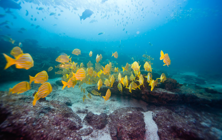 Dive Cabo Dive Shop, Cabo San Lucas Mexico Scuba Diving
