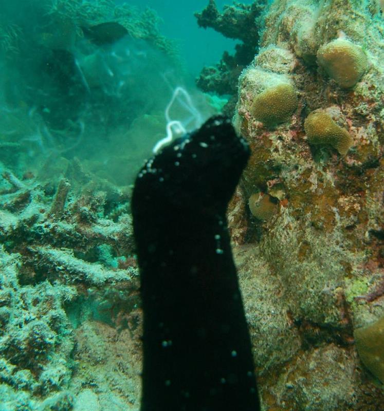 Cairns Dive Centre Dive Shop Scuba Diving Cairns, Australia