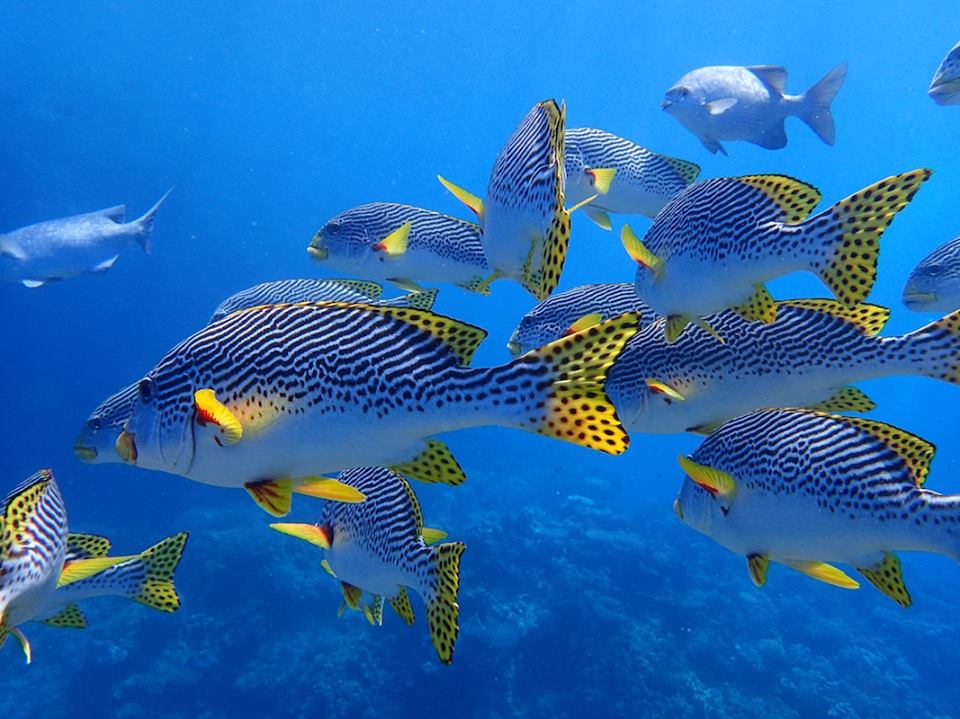 Cairns Dive Centre Dive Shop Scuba Diving Cairns, Australia