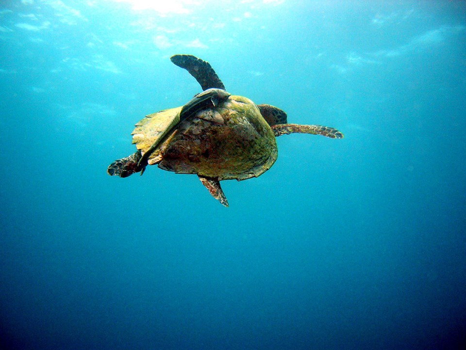 3W Dive Gili Air Scuba Dive Shop in batuhijau sumbawa Dive Indonesia