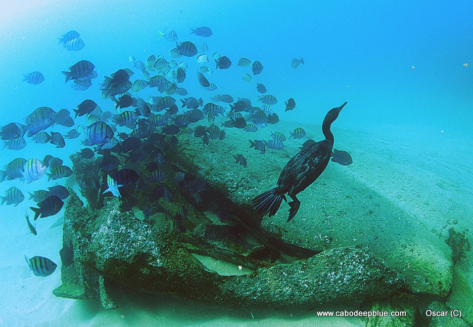 Los Cabos Deep Blue Dive Shop, Cabo San Lucas Mexico Scuba Diving