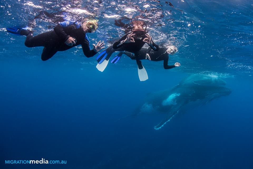 Dive Wellington Dive Shop Scuba Diving New Zealand