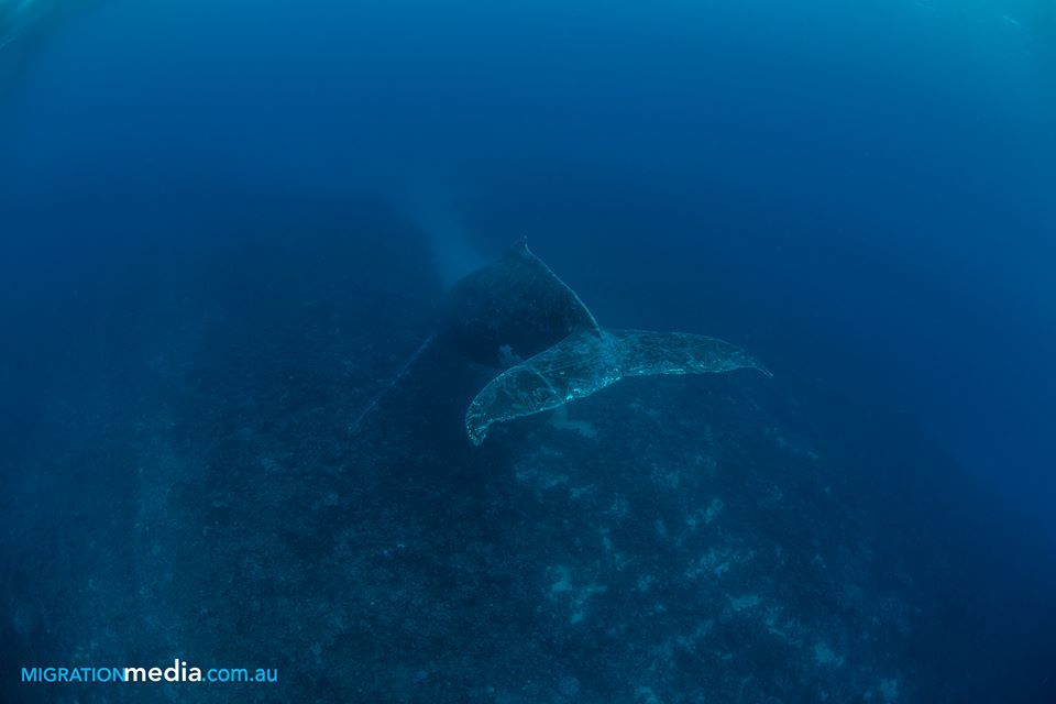 Dive Wellington Dive Shop Scuba Diving New Zealand