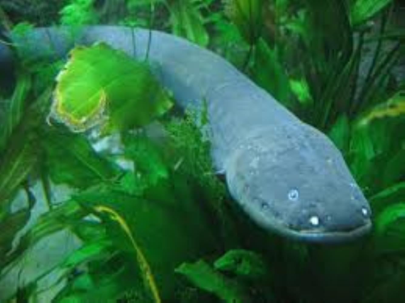 Electric Eel Information and Picture Sea Animals
