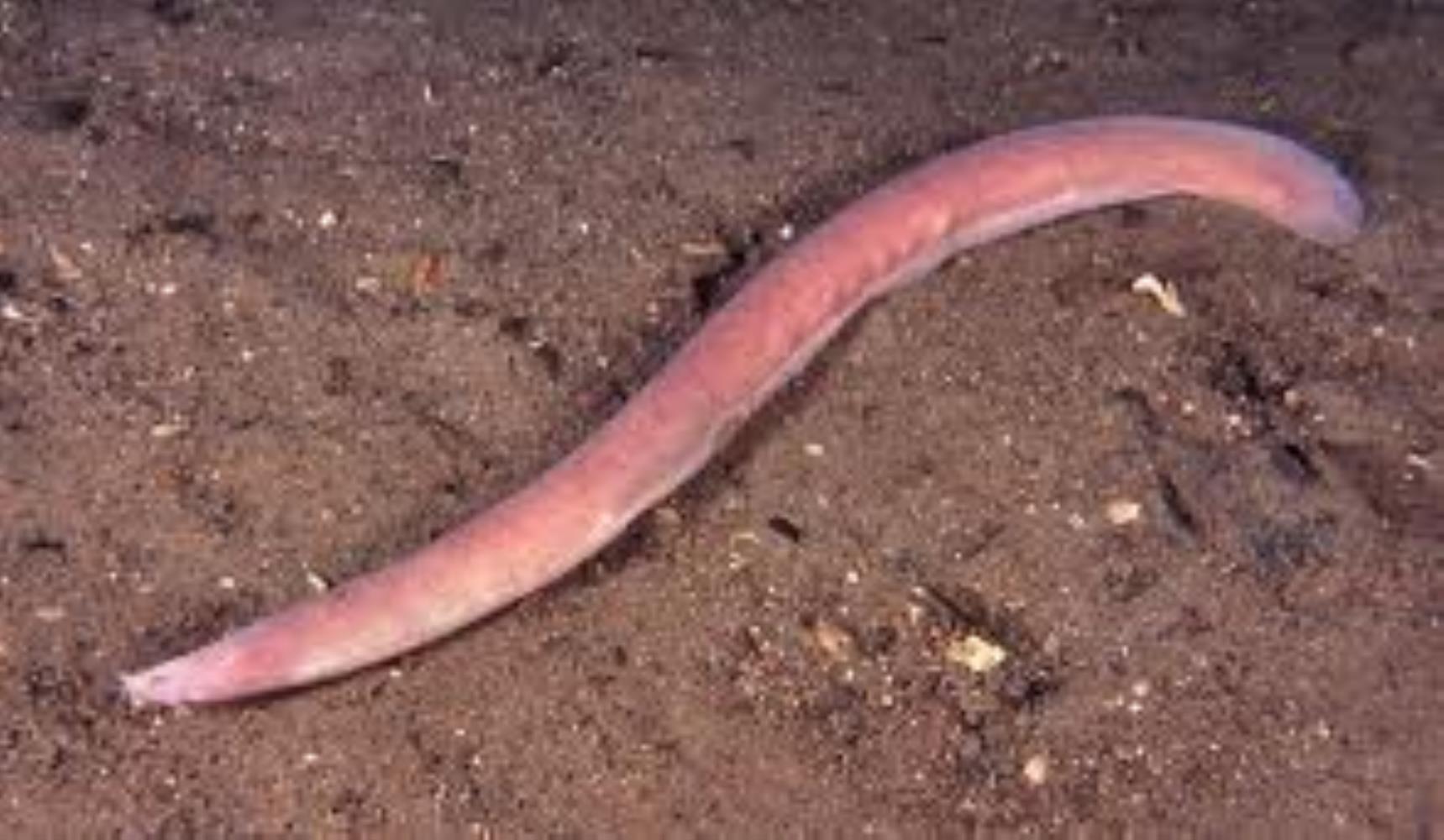 Hagfish Information and Picture Sea Animals