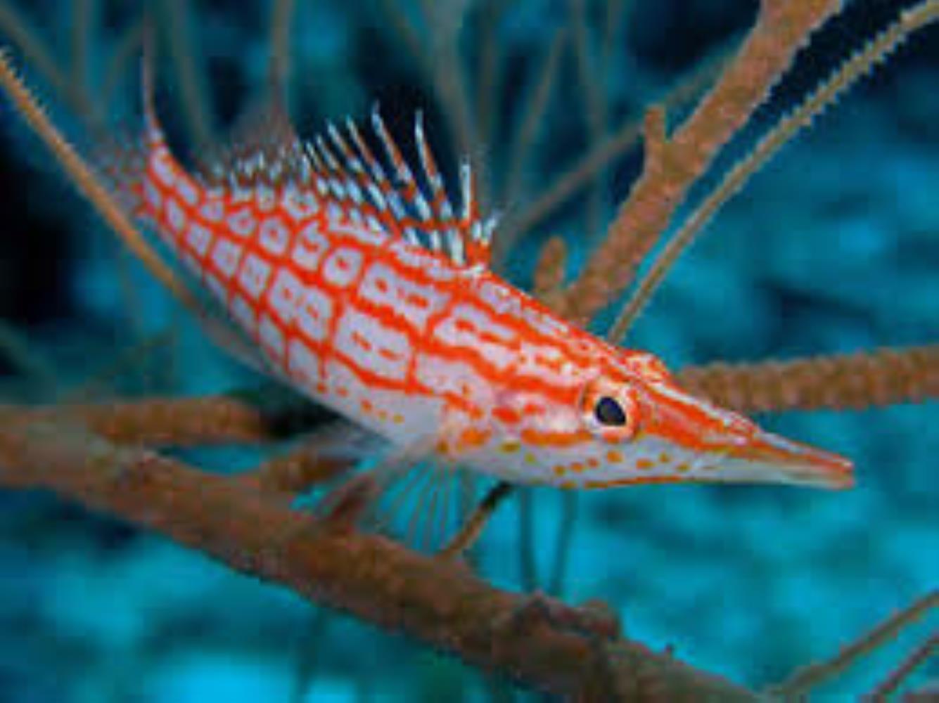 8 Fish Long Snout Ideas Iklaszon