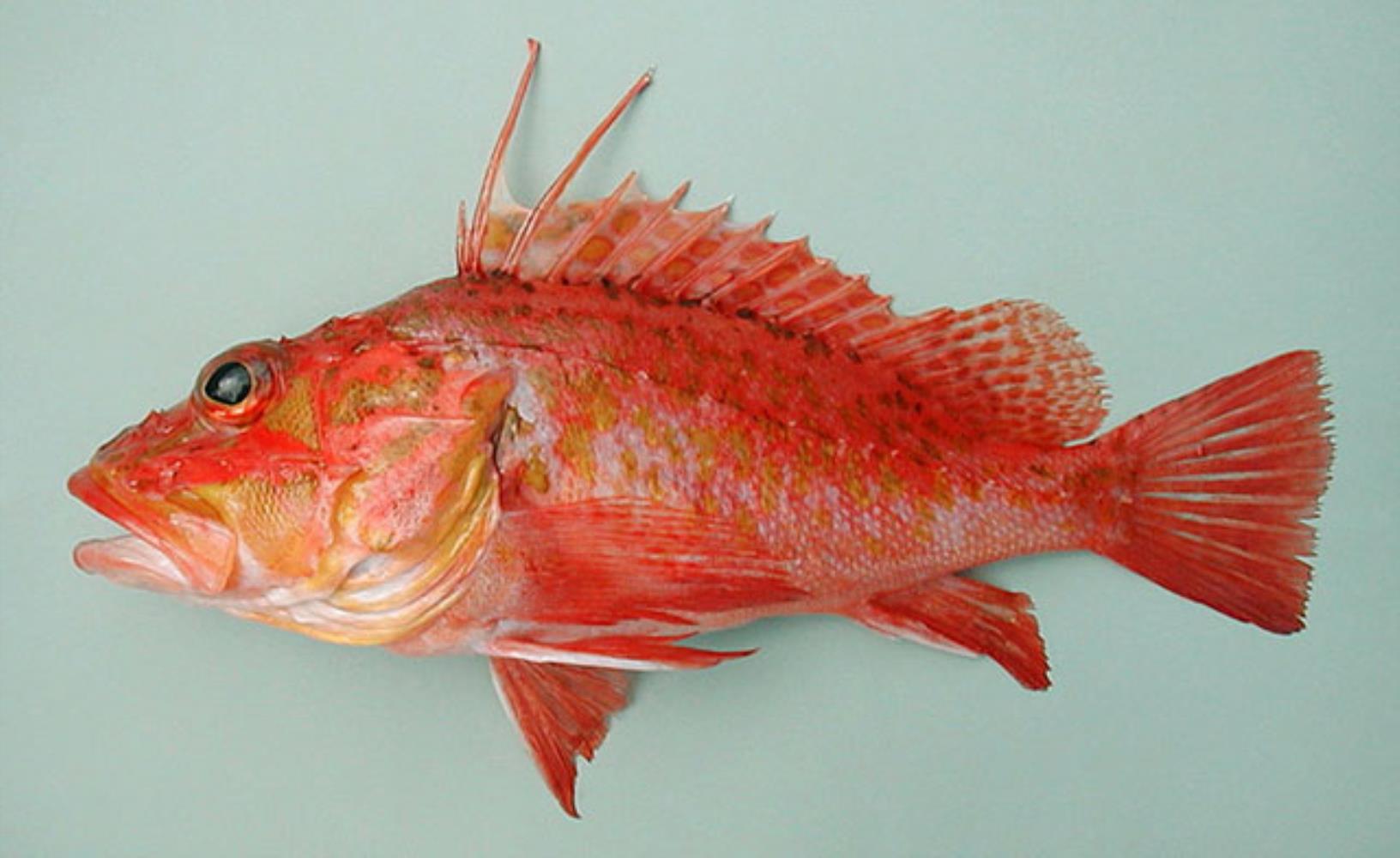 Offshore Rockfish Information and Picture Sea Animals