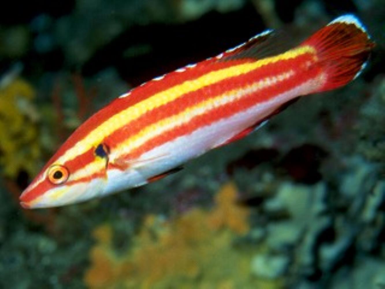 Peppermint Hogfish Information and Picture Sea Animals