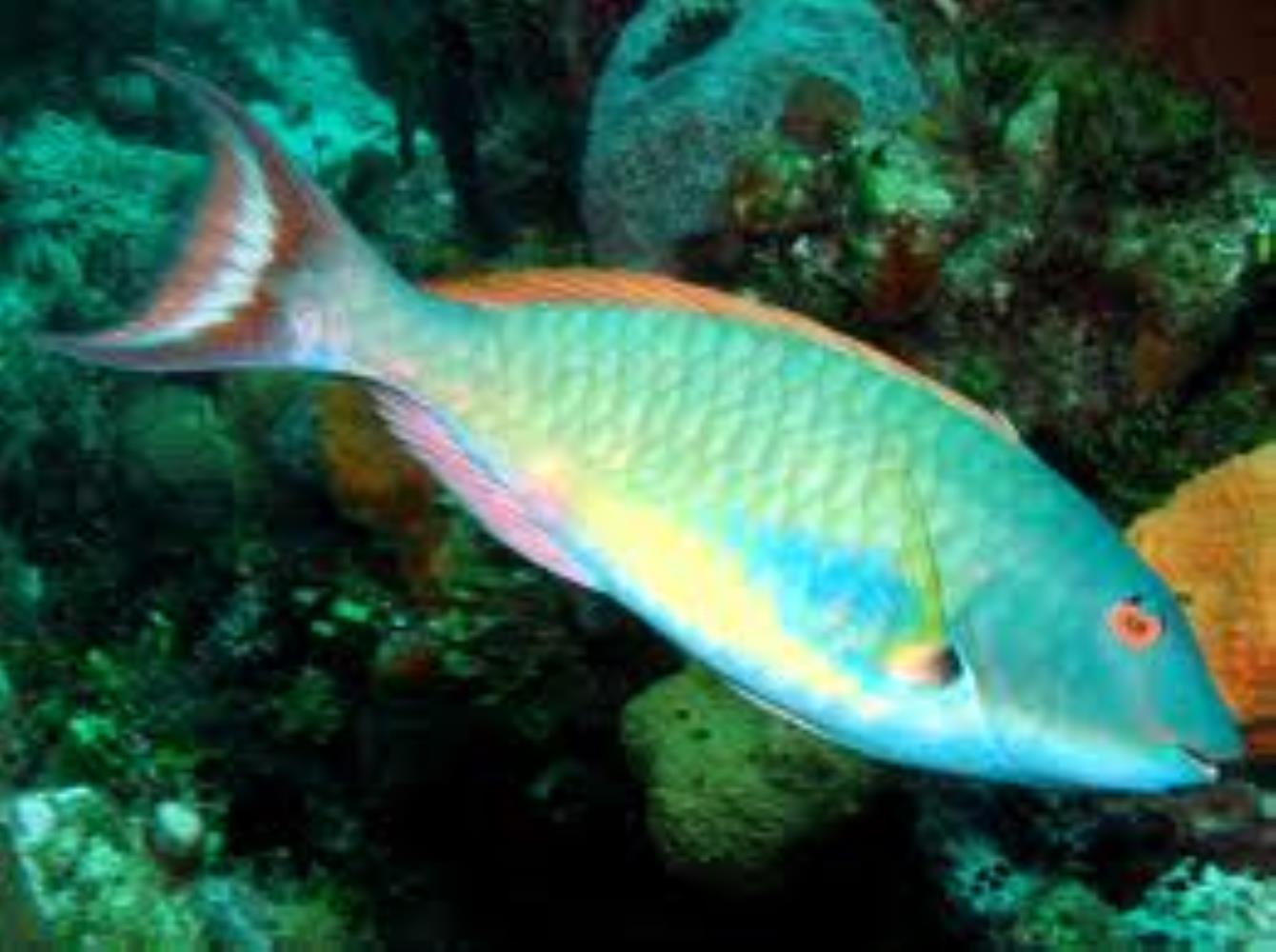 Redtail Parrotfish Information and Picture Sea Animals